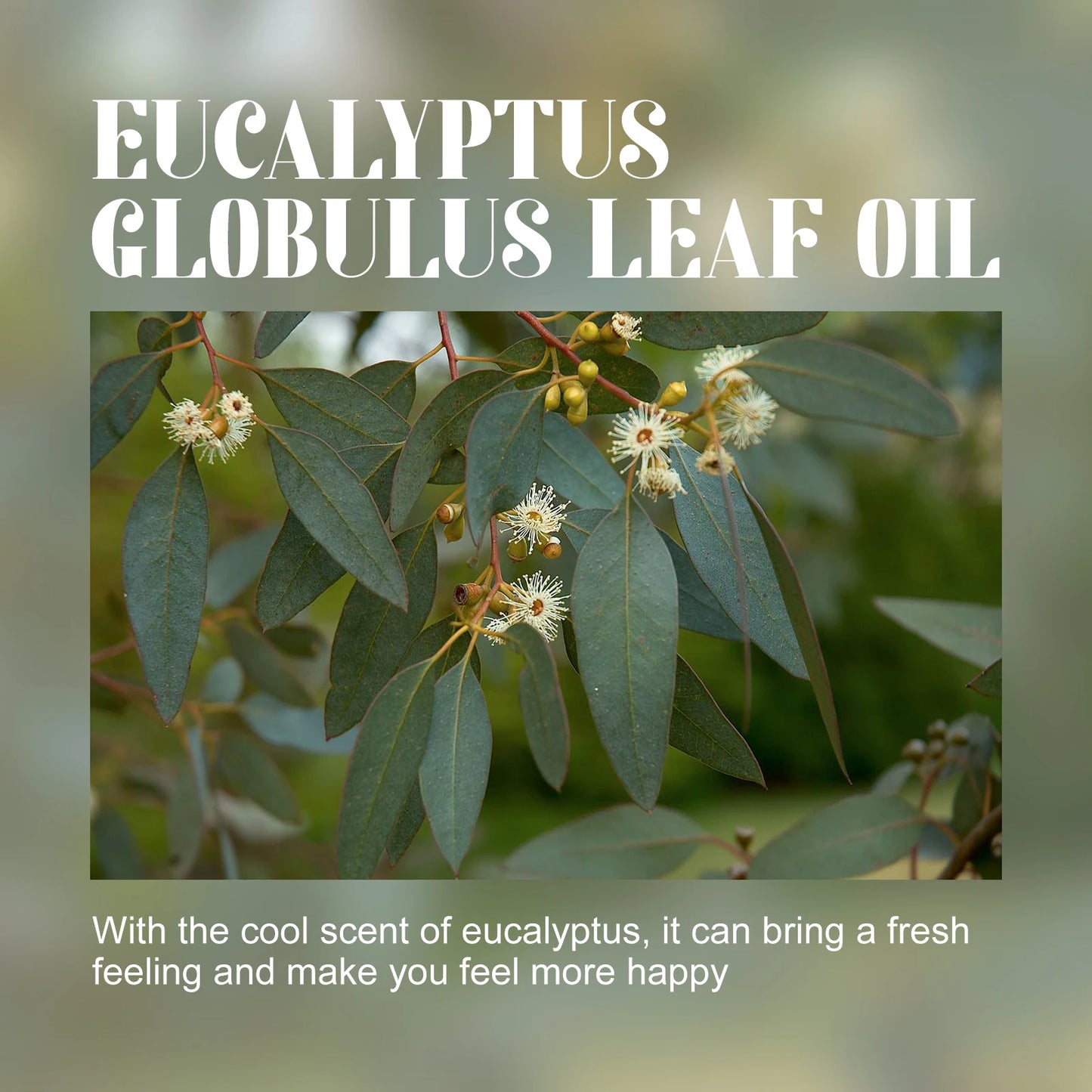 Aceite Esencial De Eucalipto