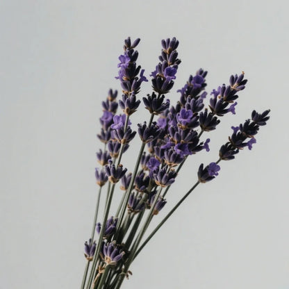 Premium quality natural dried lavender