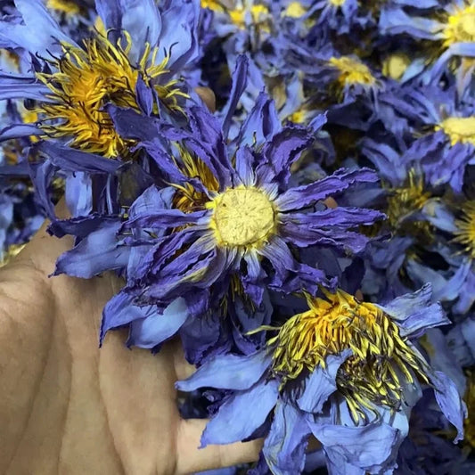 Flores secas aromáticas de flor de loto natural