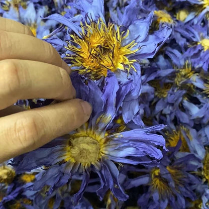 Flores secas aromáticas de flor de loto natural